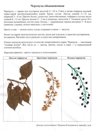 Проект Растения Пермского края