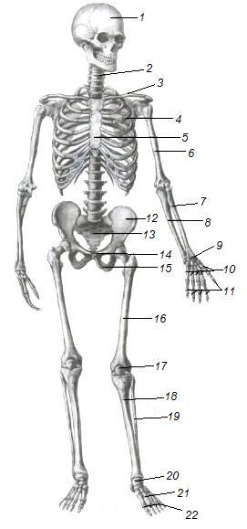 Проверочная скелет человека 8 класс