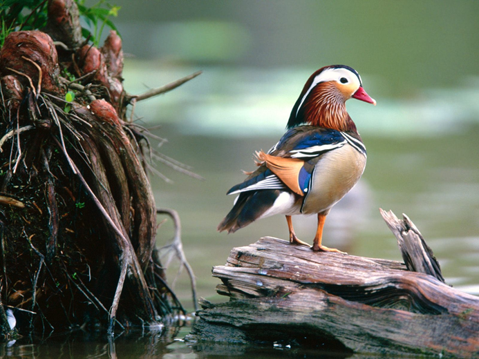 Статья «О редких птицах …… замолвите слово.»