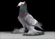 Исследовательская работа Мои любимые питомцы-голуби