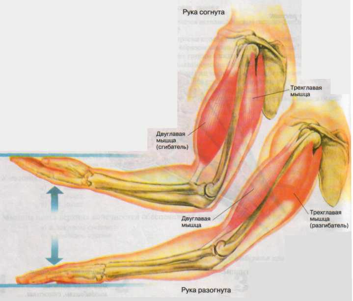 Практическая работа мышцы. Сгибающие и разгибающие мышцы. Сгибатели руки. Мышцы сгибающие руку. Сухожилие трехглавой мышцы локтевого сустава.