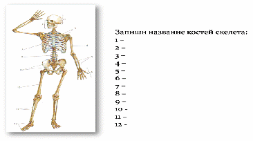 «Основные отделы скелета человека» (урок биологии в 8 классе)