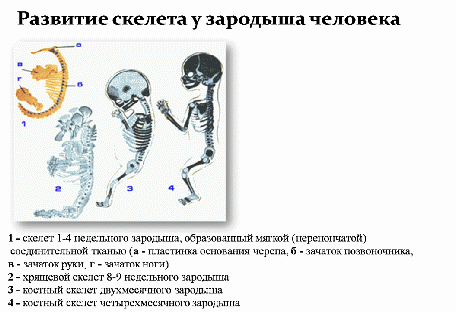 «Основные отделы скелета человека» (урок биологии в 8 классе)