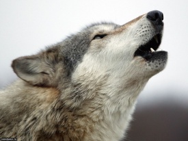 Разработка урока по литературе Волки