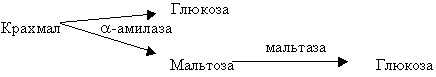 Разработка урока по теме Пищеварение в ротовой полости( 8 класс)