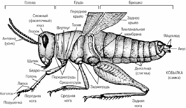 Методическая разработка занятия Разнообразие насекомых