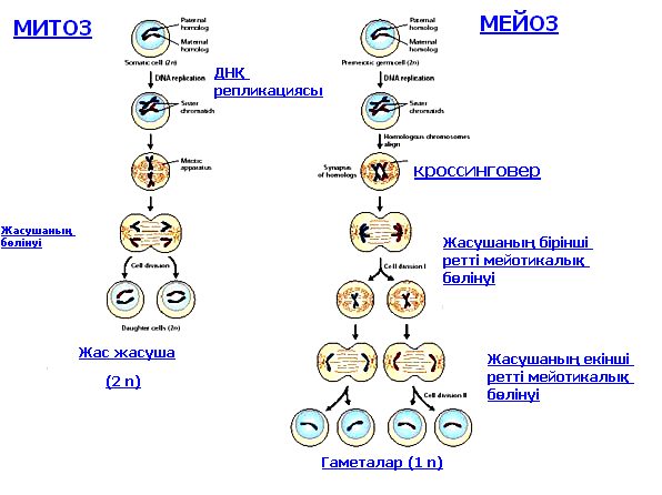 Митоз қазақша презентация