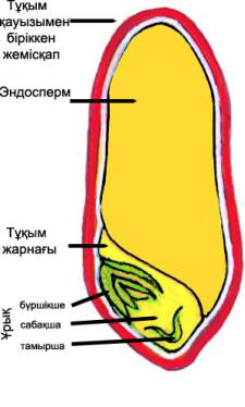 Тұқым. Қос жарнақты және дара жарнақты тұқымдардың құрылысы