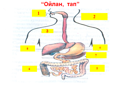 Ас қорыту жүйесі 3 сынып жаратылыстану. Усаляра АС.