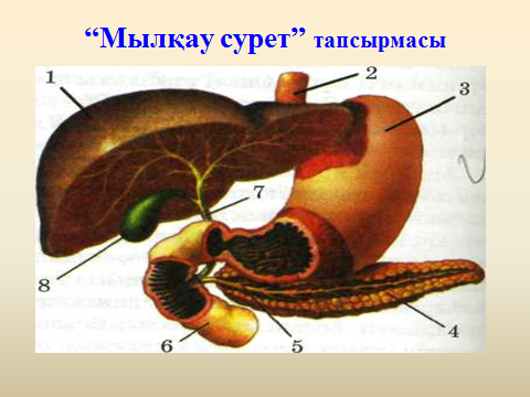 Урок Ас қорыту мүшелерінің құрылысы