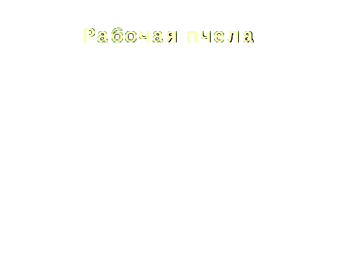 Урок окружающего мира 1 класс УМК «Гармония»