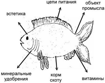 Урок по биологии Роль рыб в природе. Промысловое значение рыб. Основные группы промысловых рыб (7 класс)