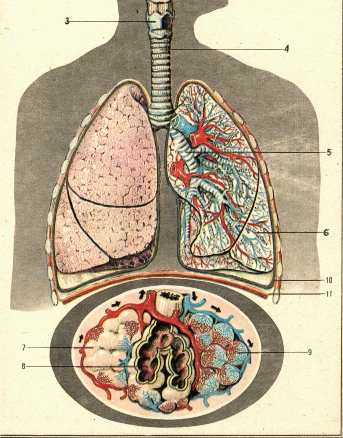 Урок по биологии для 8 класса «Органы дыхания»