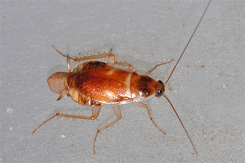 Тема исследовательской работы: Эти удивительные тараканы