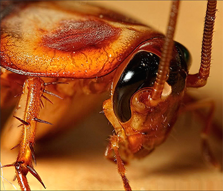 Тема исследовательской работы: Эти удивительные тараканы