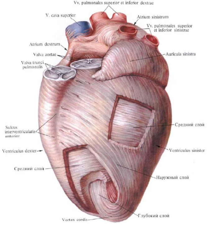 Исследовательская работа Функциональное состояние сердечно - сосудистой системы.