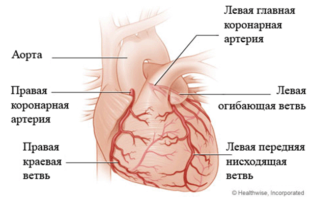 Исследовательская работа Функциональное состояние сердечно - сосудистой системы.
