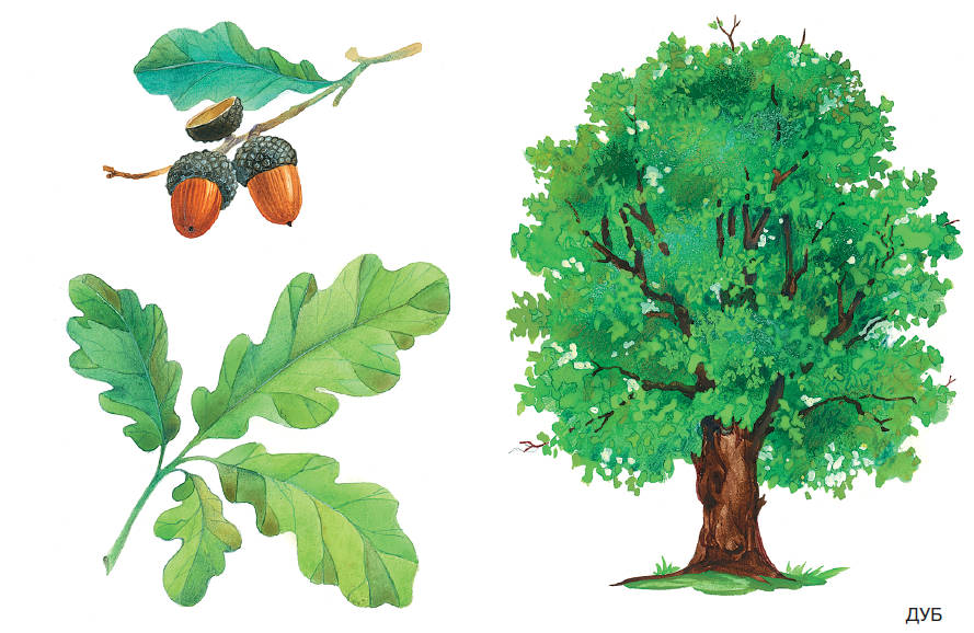 План- конспект урока Окружающий мир в 1 классе по теме Что это за листья? Что такое хвоинки?
