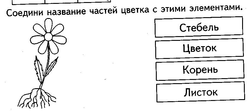 Соедини линией название. Части растений задания. Части растений раскраска. Раскраски задания части растений.