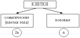 Конспекты уроков по биологии для 9 класса