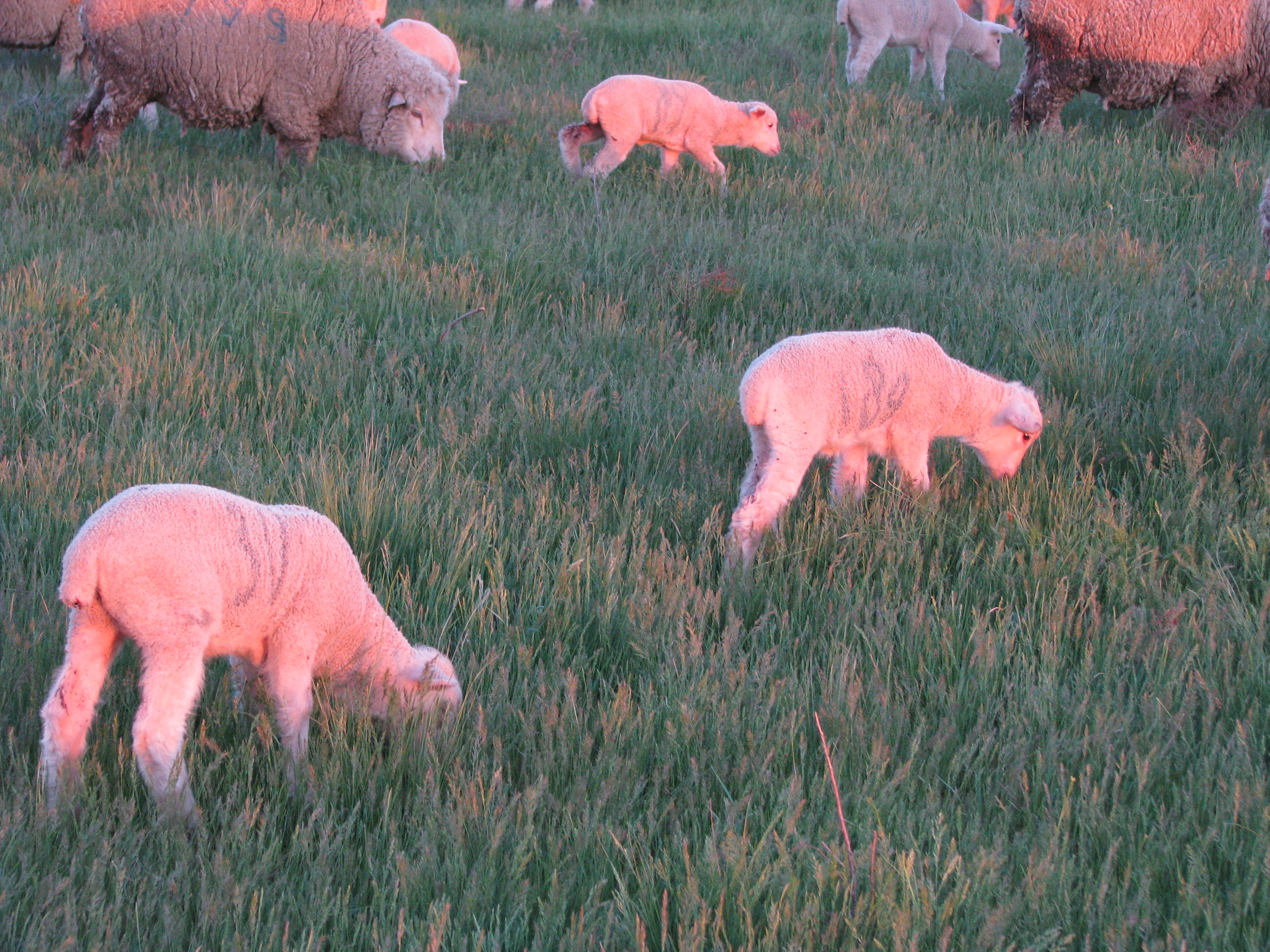 Животный хлопка. Мериносовая овца. Стадо овец на зеленом лугу. Хлопковое животное. Виды шерсти овец.