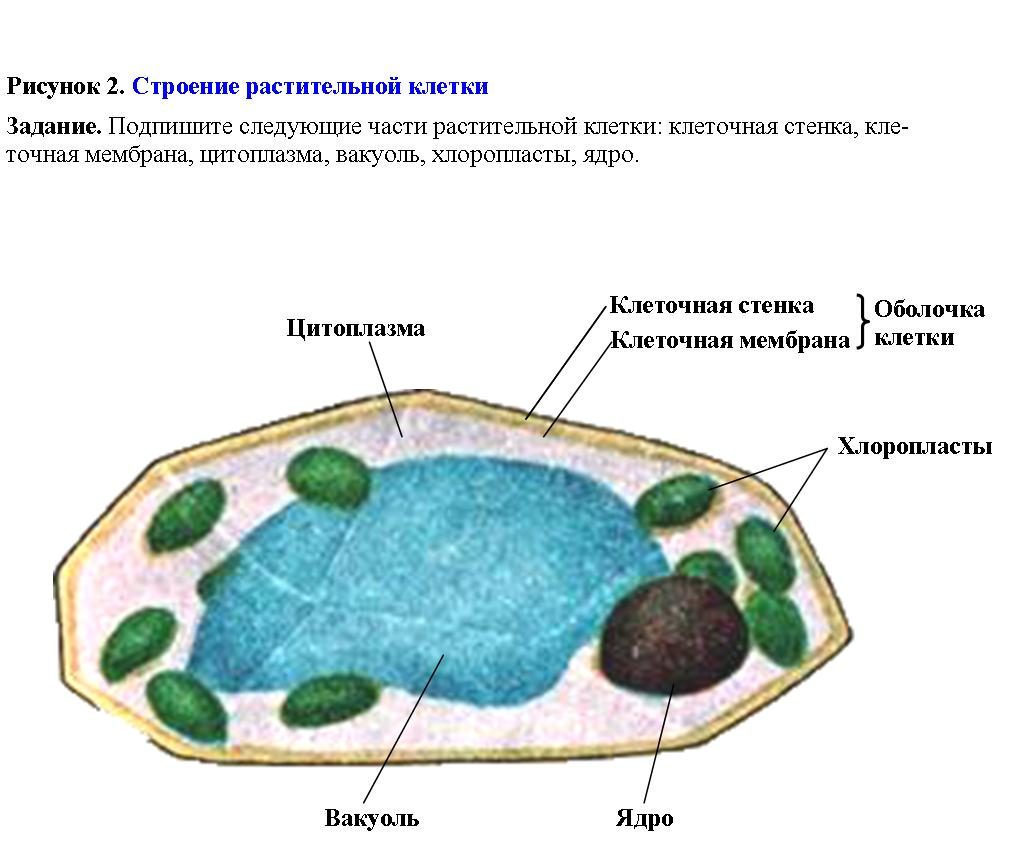 Растительная клетка лабораторная. Структура растительной клетки рисунок. Строение клетки растения рисунок. Структура растительной клетки 6 класс биология. Клетка растения 6 класс биология.