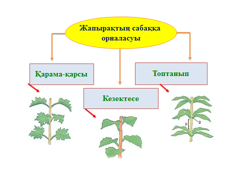 Ашық сабақ дүниетану 2 сынып Жапырақ