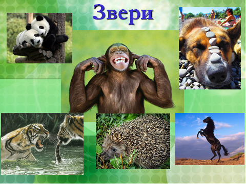 Разработка урока по окружающему миру Разнообразие животного мира (3 класс)