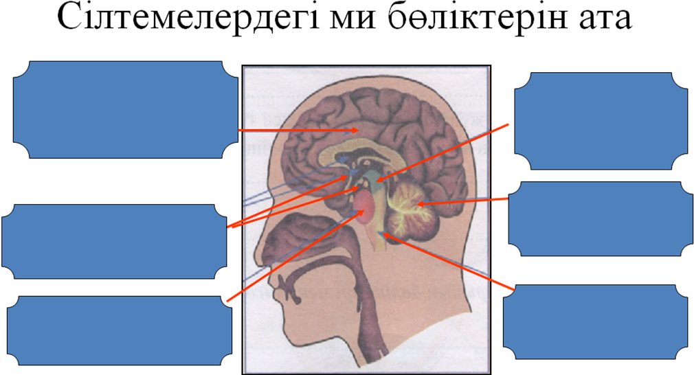 Биология пәнінен Мидың құрылысы, бөлімдері тақырыбында сабақ жоспары (8-класс)