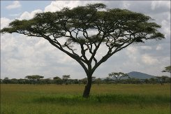 Сабақтың тақырыбы: Африканың табиғат зоналары (7 сынып)