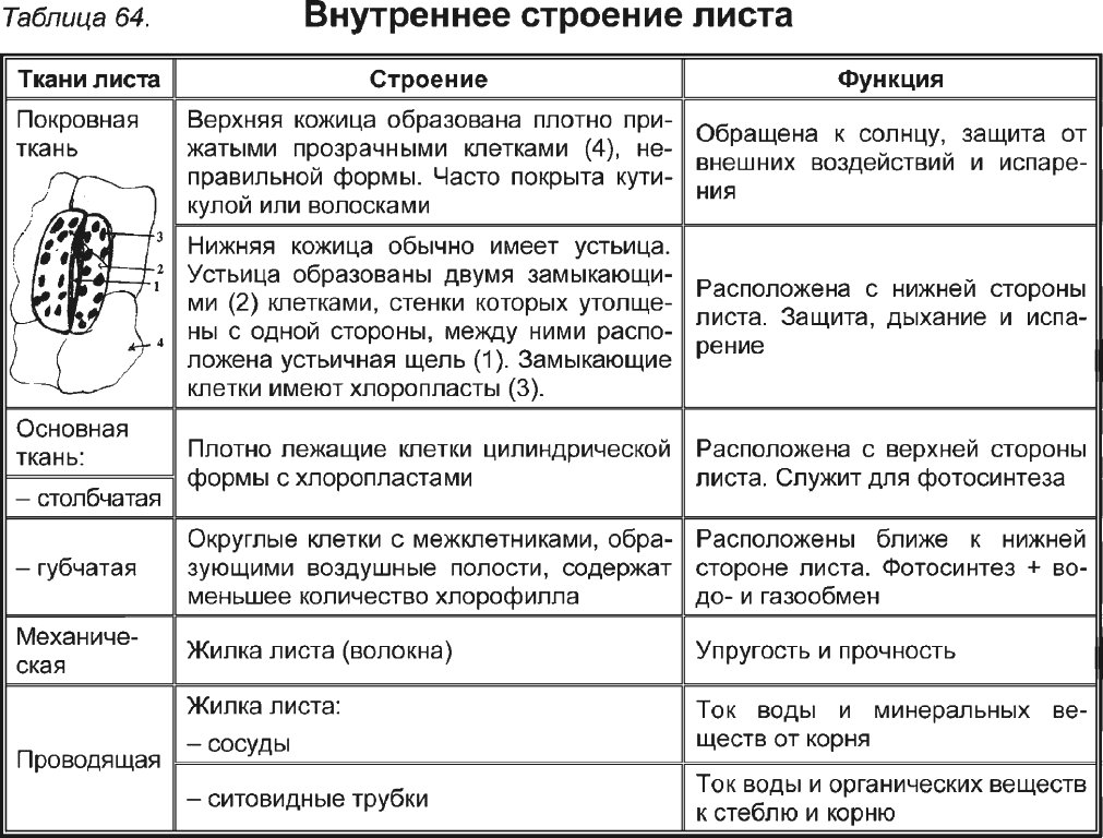 План конспект урока 10 класс биология