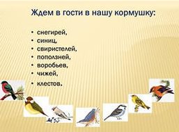 Информационный отчет Покормите птиц зимой
