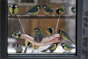 Информационный отчет Покормите птиц зимой