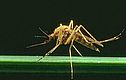 Познавательно-энтомологическая викторина «Мир под ногами»Цель: обратить внимание обучающихся на изучение мира вокруг, в частности – мира насекомых.