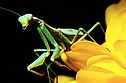 Познавательно-энтомологическая викторина «Мир под ногами»Цель: обратить внимание обучающихся на изучение мира вокруг, в частности – мира насекомых.
