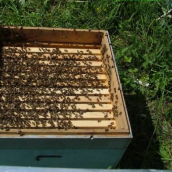 Практический проект «Разведение пчел и получение продукции пчеловодства»