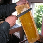 Практический проект «Разведение пчел и получение продукции пчеловодства»