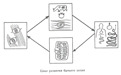 Развитие бычьего цепня рисунок