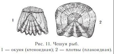 Лабораторный практикум по зоологии 7 класс