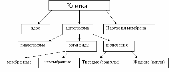 Методический материал по теме: Путешествие по клетке для 10 кл.