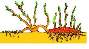 Биология пәні бойынша Өсімдіктердің вегетативті мүшелері арқылы көбею жолдары тақырыбы бойынша сабақ жоспары
