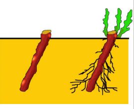 Биология пәні бойынша Өсімдіктердің вегетативті мүшелері арқылы көбею жолдары тақырыбы бойынша сабақ жоспары
