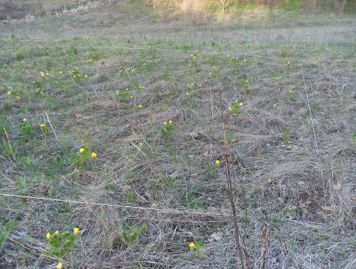 Экологический проект на тему: «Редкие и исчезающие травянистые растения правобережья реки Сармы»