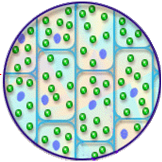 Урок модлирования по биологии Строение клетки