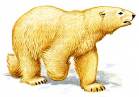 Урок по окружающему миру на темуГде живут белые медведи