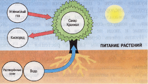 Урок окружающего мира на тему Кто что ест?(3 класс)