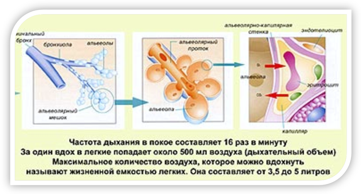 Дыхательные методики, применяемые в работе с хоровым коллективом