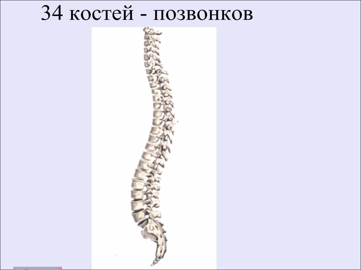 Интерактивный урок по окружающему миру на тему: Опора тела и движения