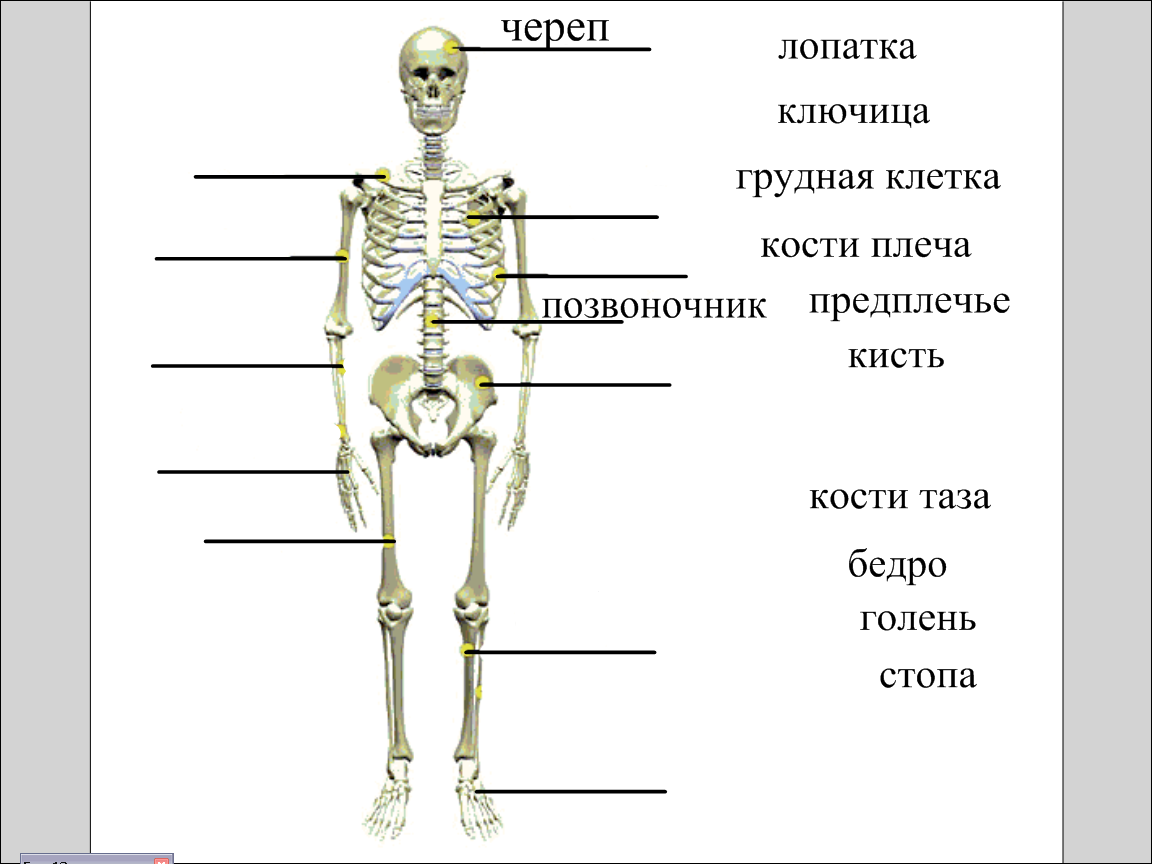 Кости человека 4 класс окружающий мир. Скелет 3 класс окружающий мир. Строение скелета человека 4 класс окружающий мир. Строение человека кости 4 класс. Скелет с названием костей для начальной школы.