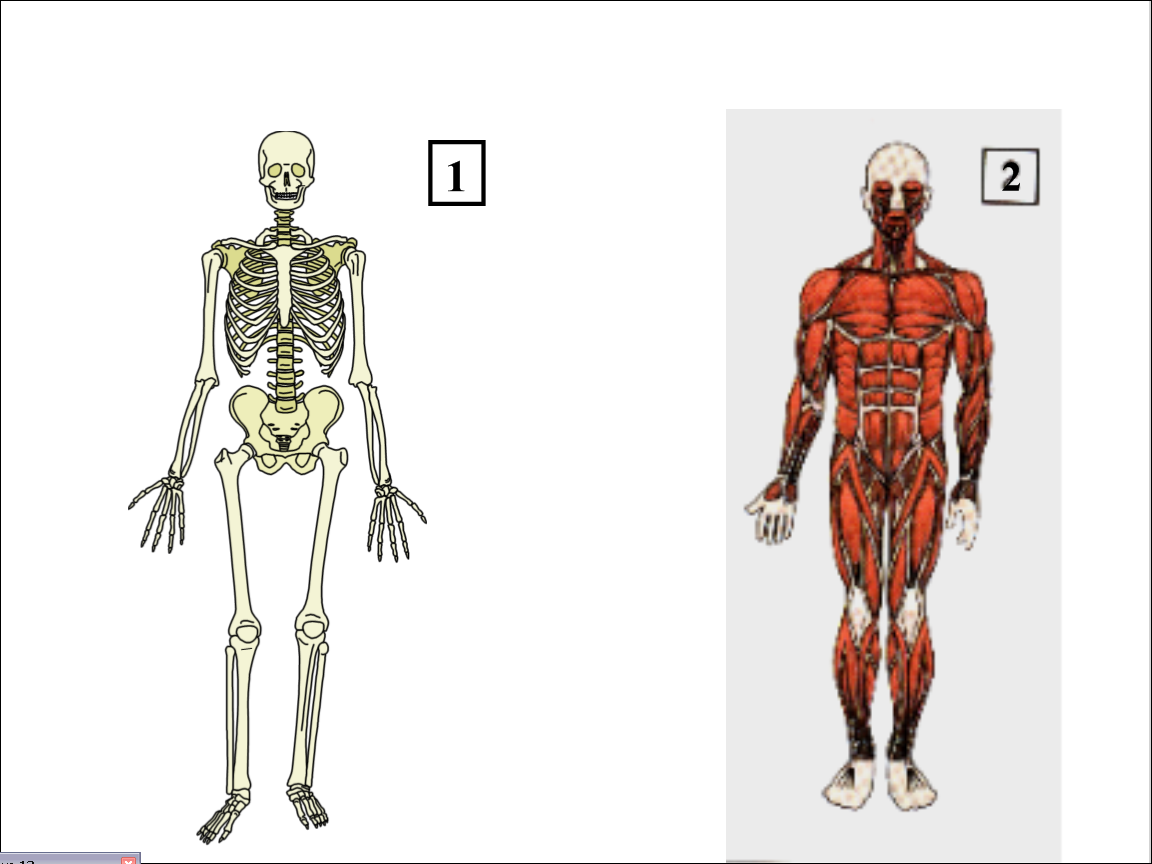 Двигательная система человека 4 класс. Опорно двигательная система мышцы. Строение опорно-двигательной системы человека (мышечная система).. Скелет опора тела 3 класс. Опора тела человека.